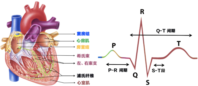 6步法速判心電圖別再傻傻不會看