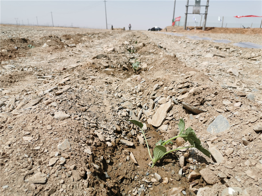中国西北干旱地区瓜农让土地休年假