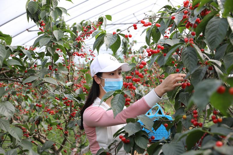 上海地产樱桃成熟市民争享采摘乐趣