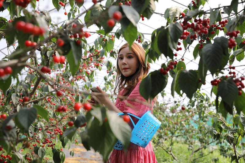 上海地产樱桃成熟市民争享采摘乐趣