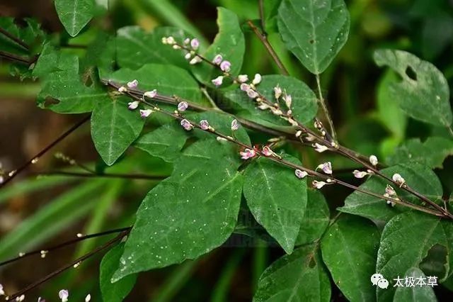 山蚂蝗,见过吗?祛风湿,散瘀,消肿.治哮喘,风湿痛,跌打损伤