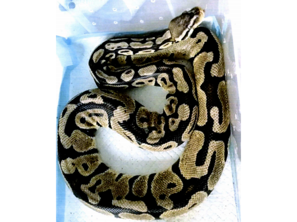 20多楼掉下3米长黄金大蟒蛇!小区居民遭遇白日惊魂