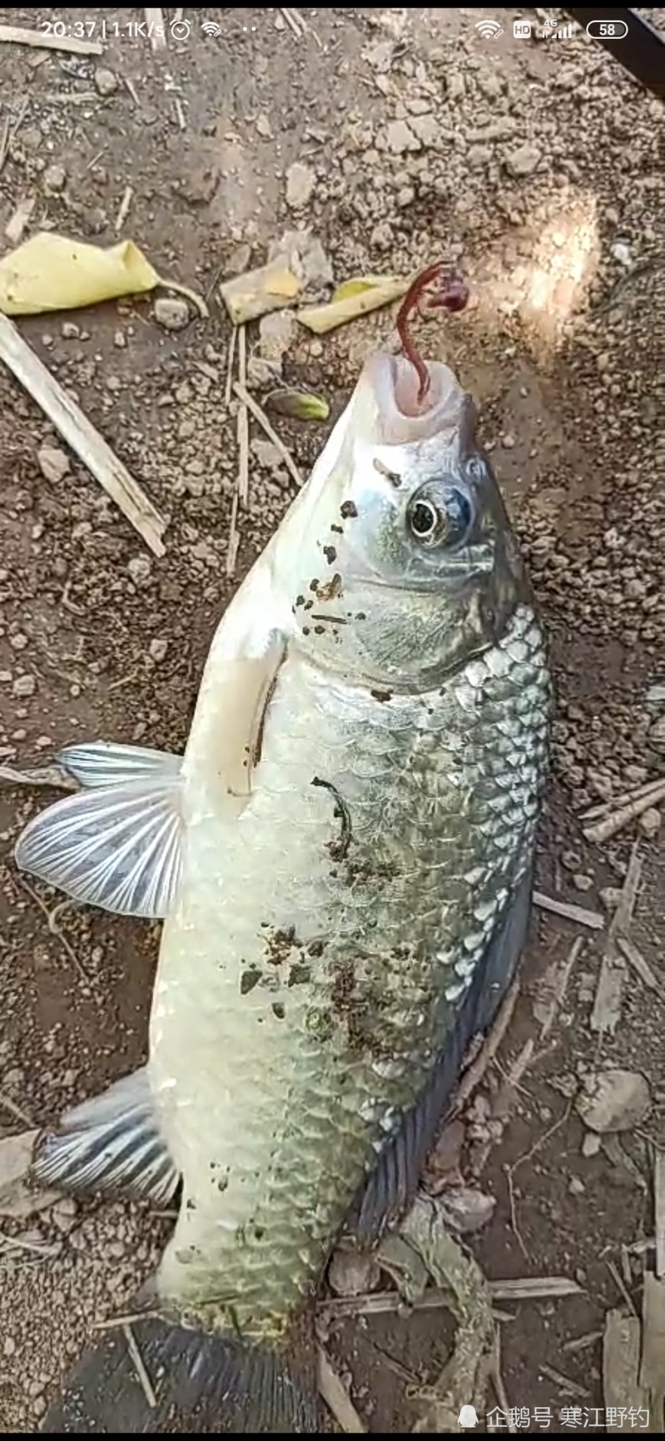 夏季钓鱼选择这样的天气出钓天天爆护