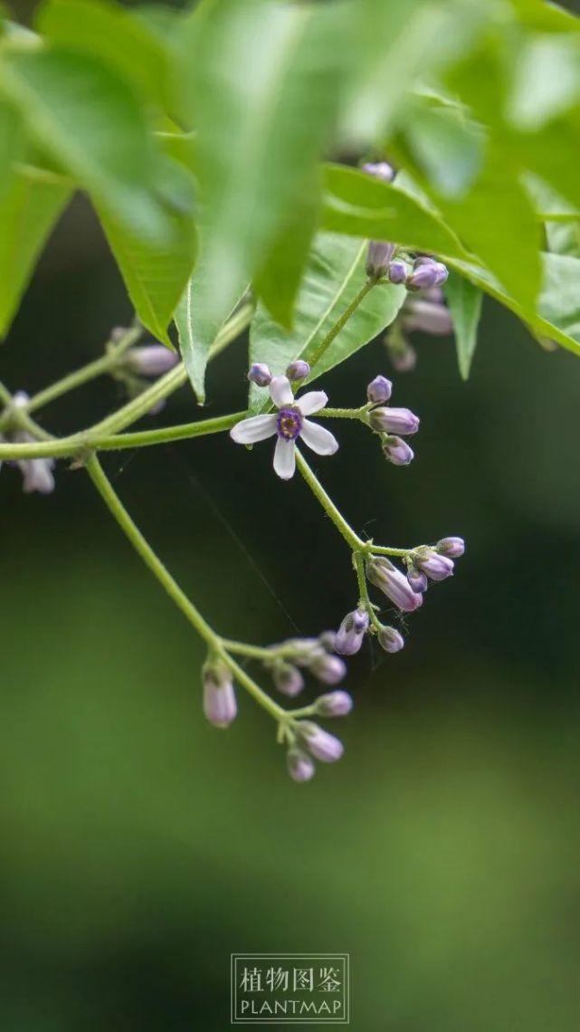 苦楝(读练),学名melia azedarach,为楝科楝属植物,是江南地区常见的野