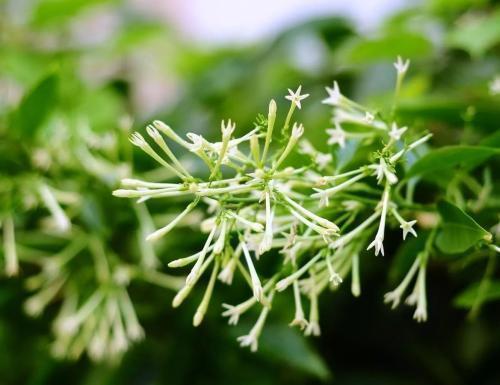 一种花躲在角落都有迷人香味 名叫夜来香 自带仙气 腾讯新闻