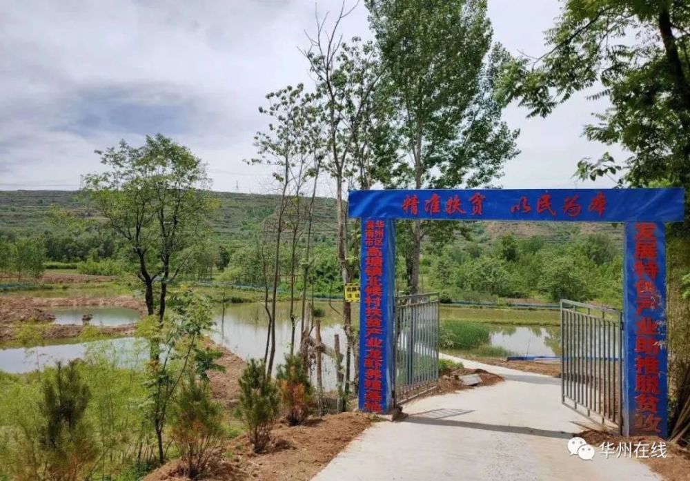 华州区高塘镇上,有着一群喝着泉水长大的小龙虾!