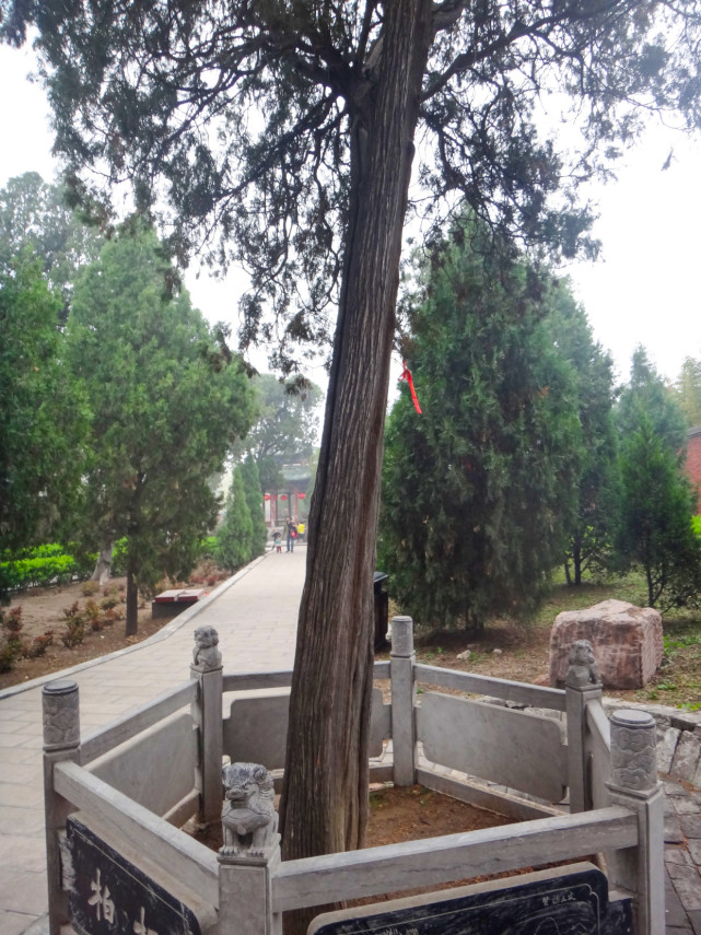 河南比干庙:棺材板柏树,种不出心的空心菜,长出心脏的大树