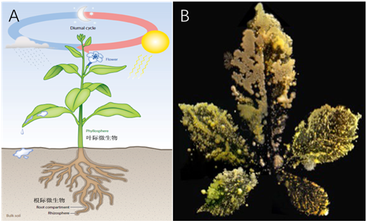 如病原微生物造成植物病害)或者有益(如根瘤菌可以和豆科植物根部共生