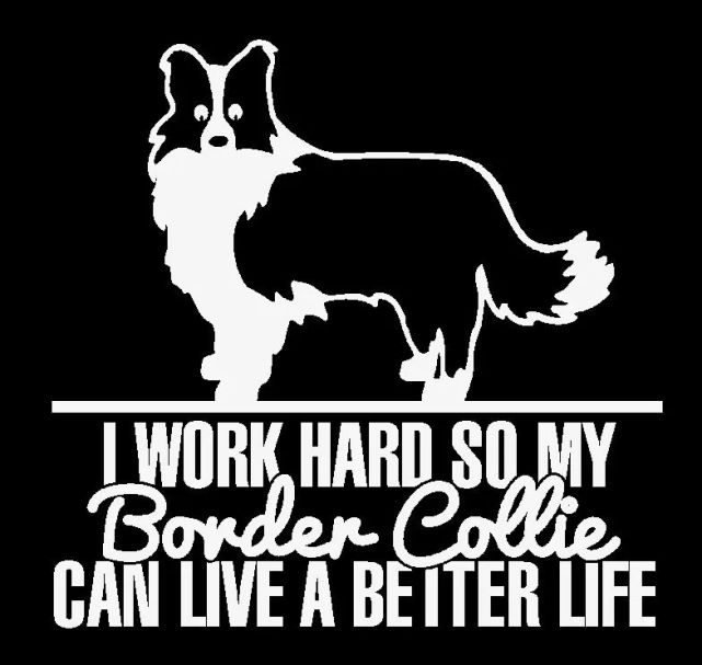 边牧爱好者都有哪些特点?这个也太真实了吧