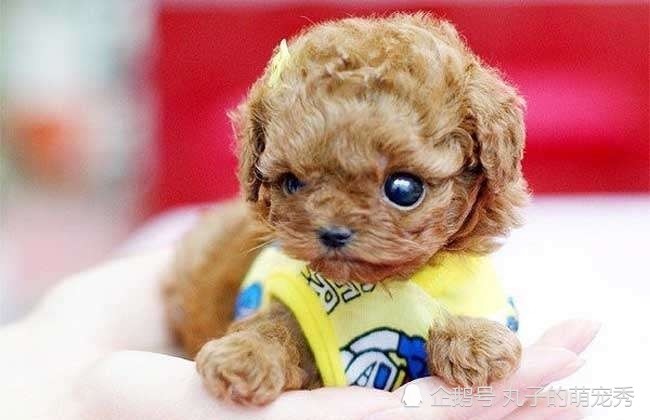 盘点3种长不大的宠物狗又萌又可爱有没有你喜欢的那一款