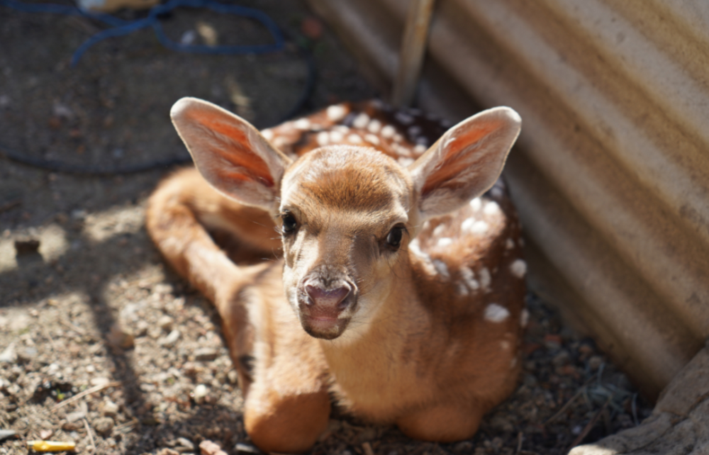 生而被弃东鳌年度首只人工喂养鹿崽诞生