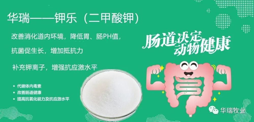 仔猪|季节交替最头疼的事儿来了，仔猪腹泻应对方法！