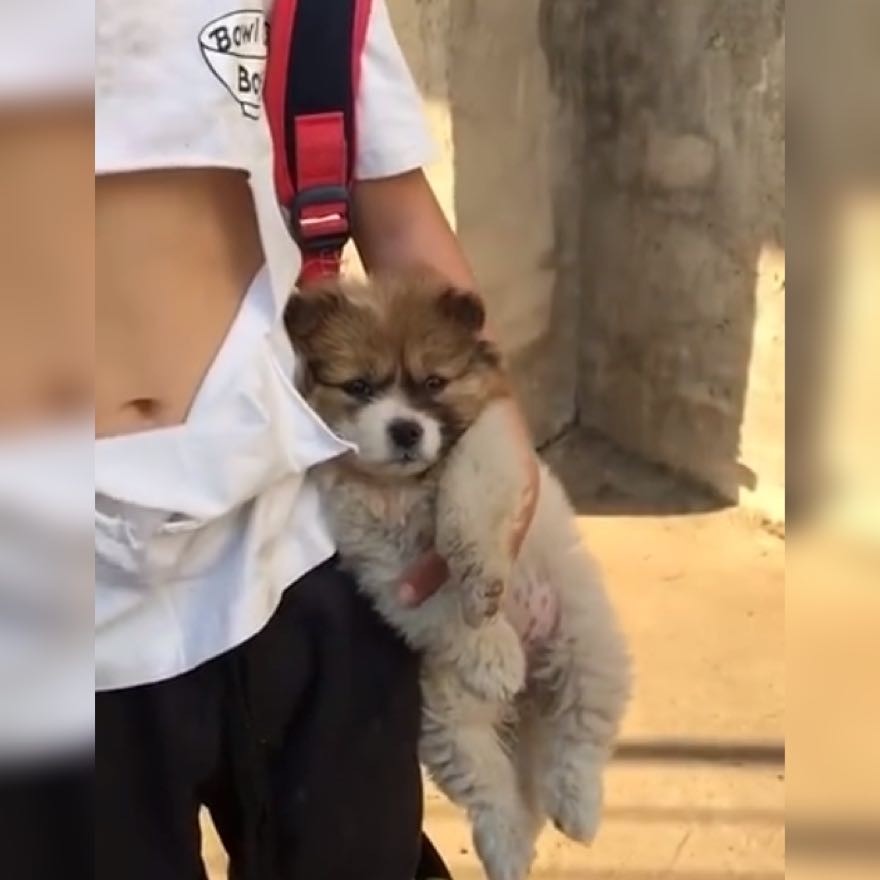 对不正当对待小动物的方式及时作出评价很多孩子不懂事,也会出现欺负