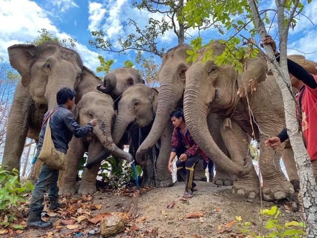泰国大象现状图片