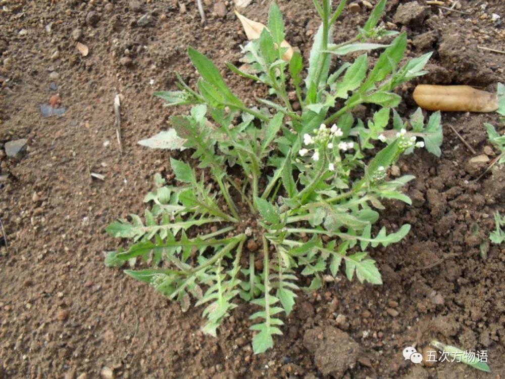 北方常见野菜图鉴