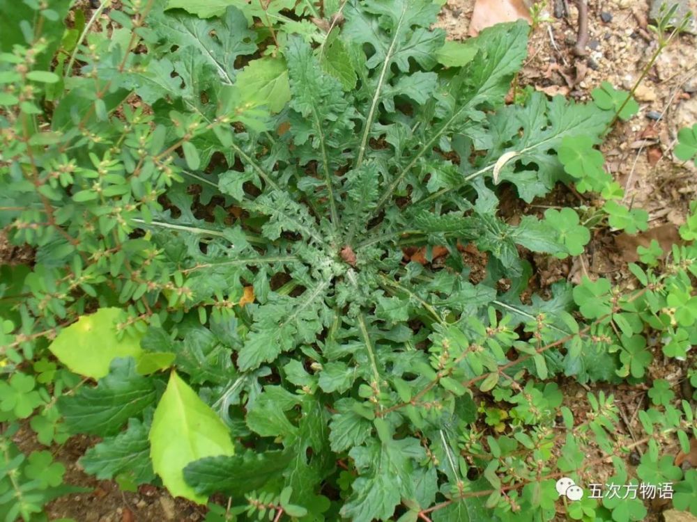 北方常見野菜圖鑑