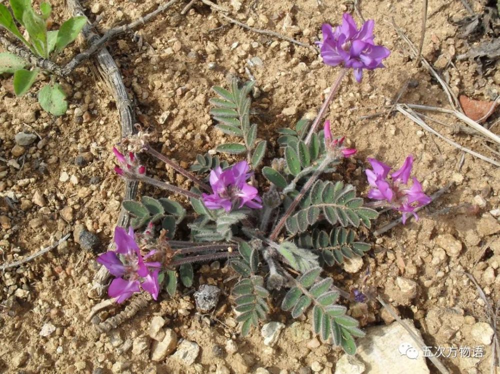 图39:蓝花棘豆原名米口袋,现和蓝花棘豆合并,俗名甜地丁或老鼠布袋.