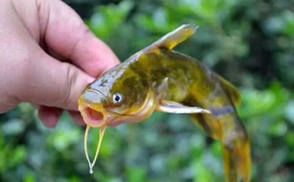 昂刺學名黃顙魚,各地有不同叫法,有叫嘎魚的,還有黃辣丁,黃鴨叫等叫法