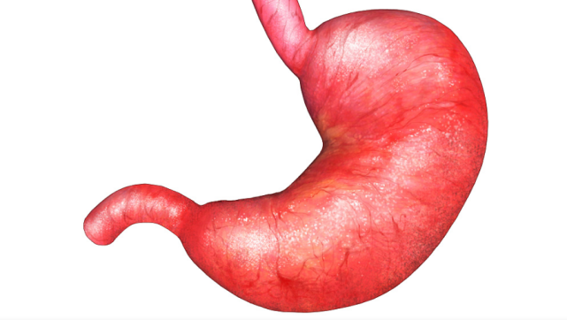 肠胃的图片真实照片图片