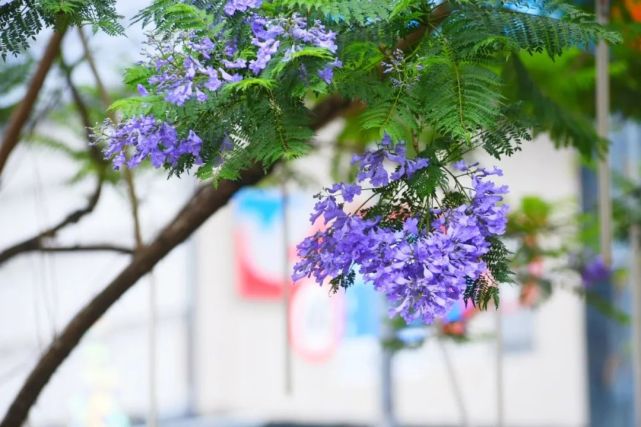 华阳蓝花楹开了 蓝花楹 华阳