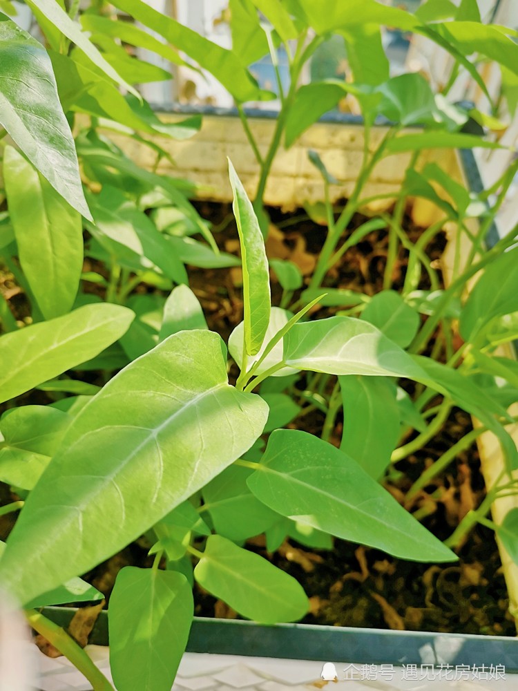 空心菜修剪一波,有機肥,安全吃還能長