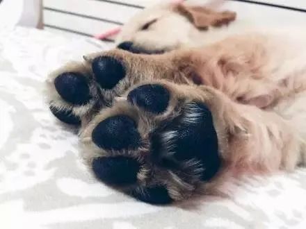 狗狗jiojio臭有哪些原因?