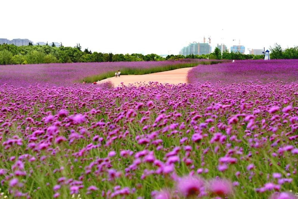 这也太美了吧足足有40个足球场那么大的花海在奉贤上海之鱼