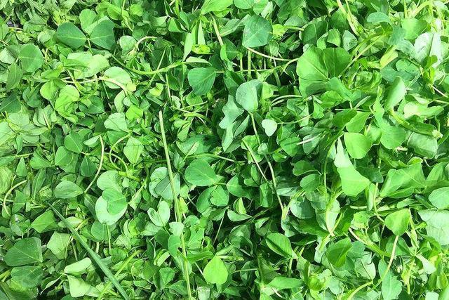 这种野菜很常见 古时候被用来喂马 现在一盘要卖到几十块 肥料 野菜 金花菜 马和牛 微量元素