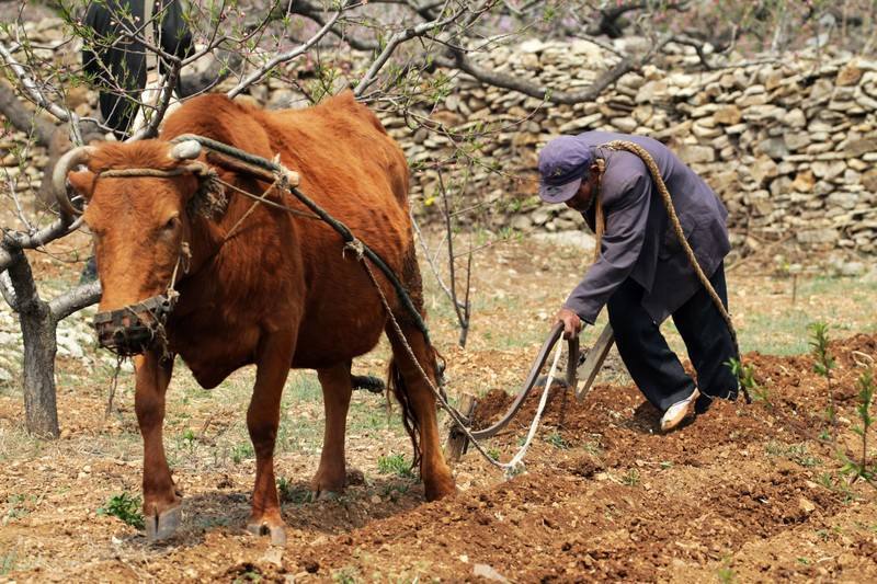 小麦种植前的整地,是用旋耕机好,还是用犁耕好?