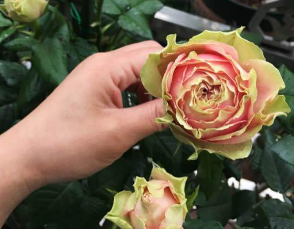 有一种月季,名叫"火龙果",真想切开吃了!