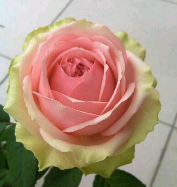 有一种月季,名叫"火龙果",真想切开吃了!