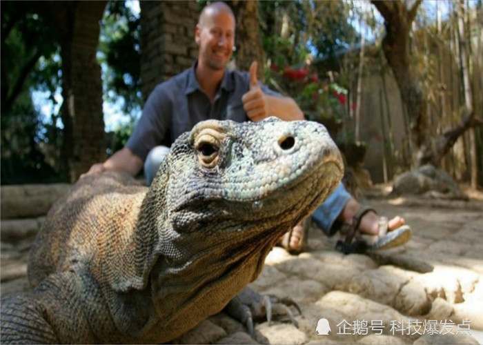 科莫多巨蜥有多强?人被咬后会怎么样?外国小伙"作死"实验!