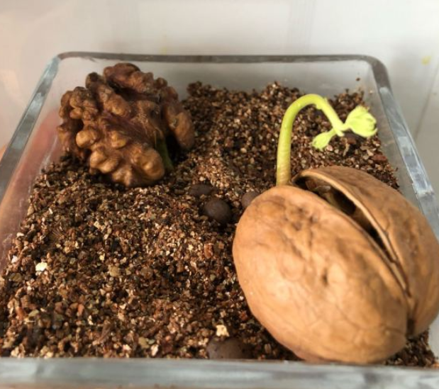 他把核桃丢水里,7天出芽,长成一棵小树苗!