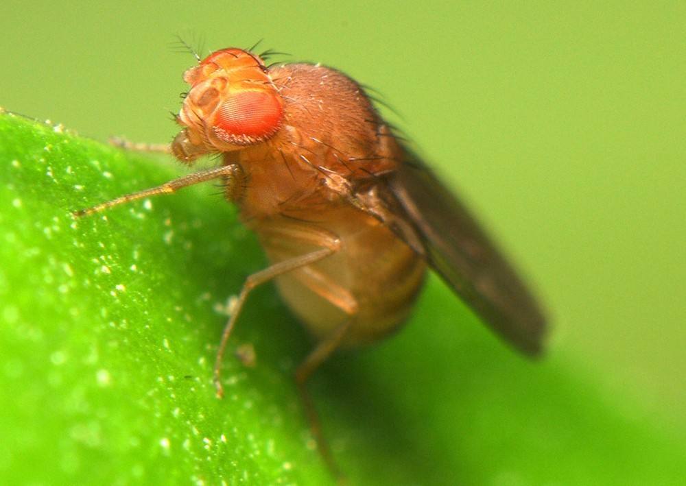 夏季樱桃成熟期易受果蝇侵害三种防治措施要牢记