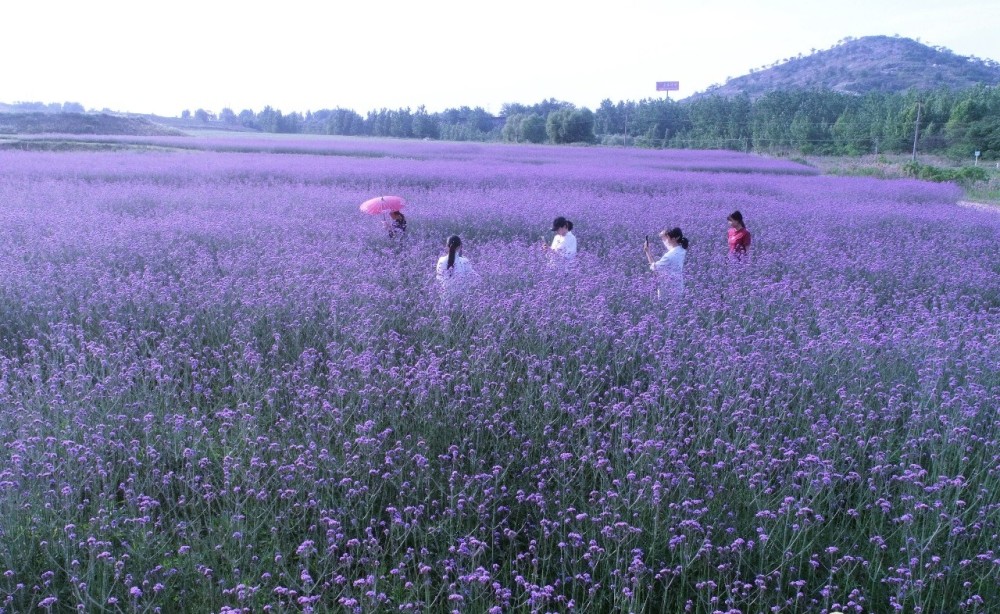 安徽巢湖 紫色花海醉游人 腾讯新闻