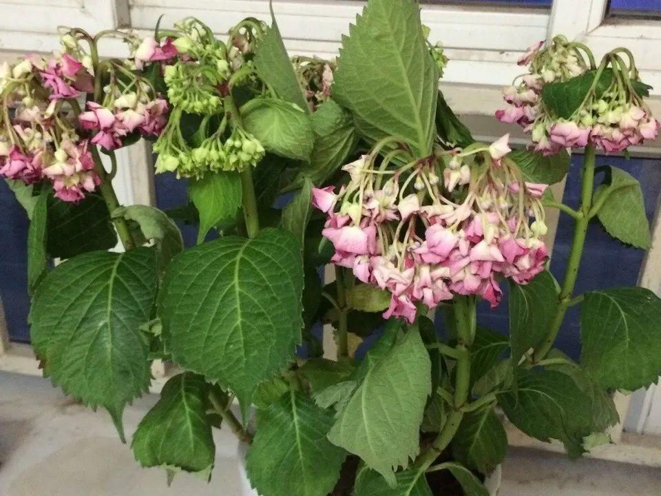 6种花一天不浇水,叶子就耷拉,缺水3天就死翘!
