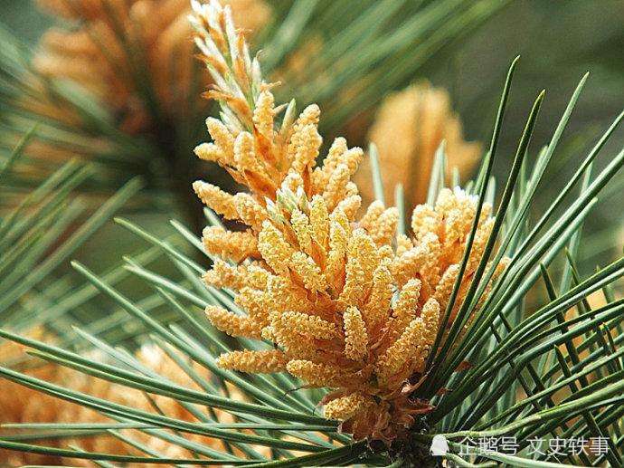 薛涛的松花纸是什么颜色 古人的 松花绿 松花黄 矛盾吗 腾讯新闻