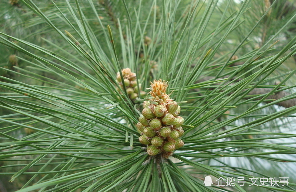薛涛的松花纸是什么颜色 古人的 松花绿 松花黄 矛盾吗 腾讯新闻