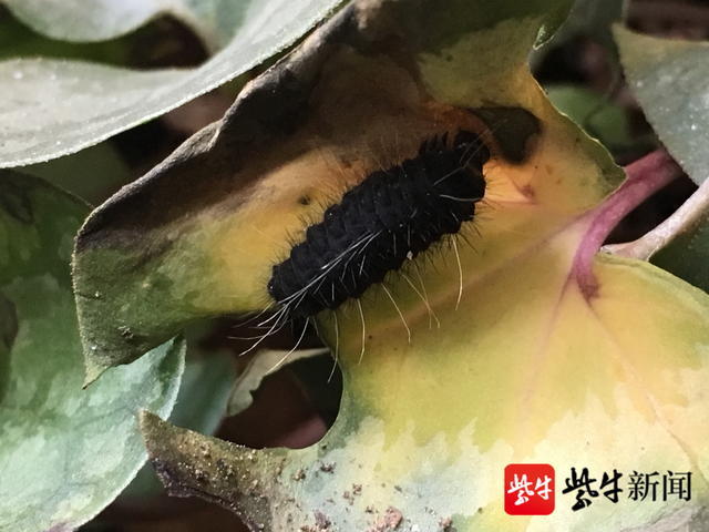 虎凤蝶幼虫只吃杜衡草这一种植物为生,它的口器是咀嚼式,如家蚕一样.