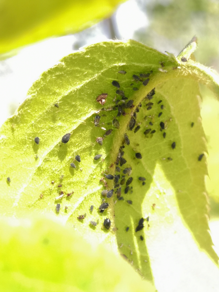 第一年移栽幼苗叶子发黑枯萎是病害还是虫害?能一起治疗吗?