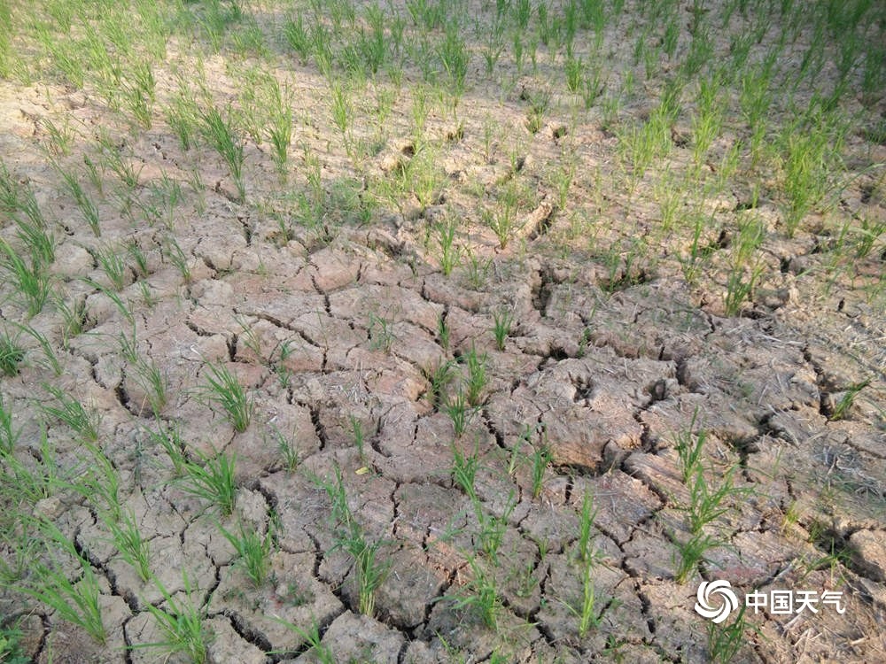 5℃以上,降雨量则偏少7成以上,部分地区出现了中度气象干旱.