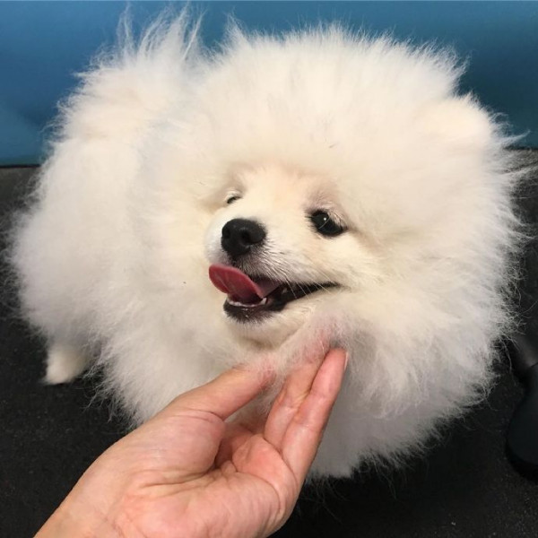 可爱预警金宇硕出演狗很优秀超萌博美哒哒来了