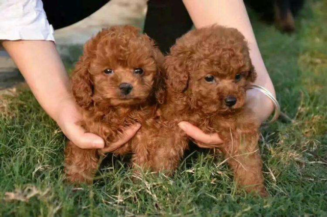 真假泰迪傻傻分不清?学会这些再也不怕被骗