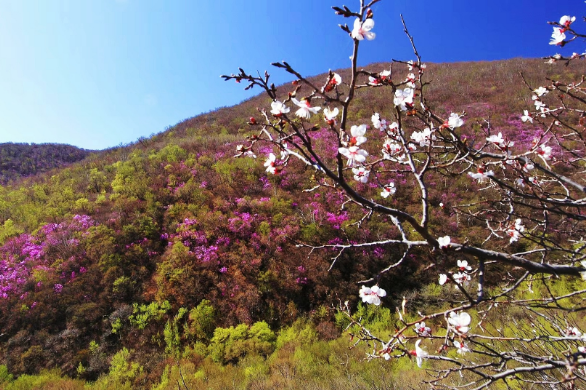 扎鲁特旗海日罕林场 五月杜鹃花海美如画 腾讯新闻