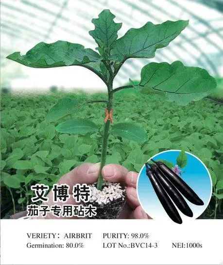 艾博特茄子砧木 茄子专用砧木品种