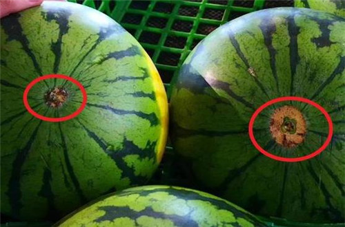 买西瓜时,别光用手敲了,教你挑出"母西瓜",皮薄汁多,真划算