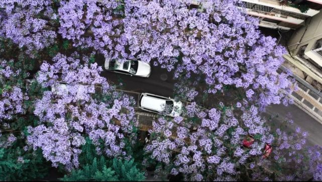 蓝花楹 一期一会的紫色浪漫 蓝花楹 唯美