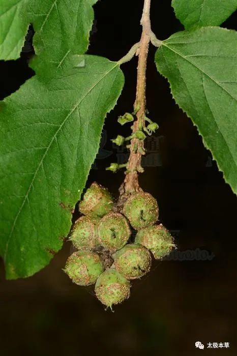 千斤力,见过吗?益气,治劳伤乏力