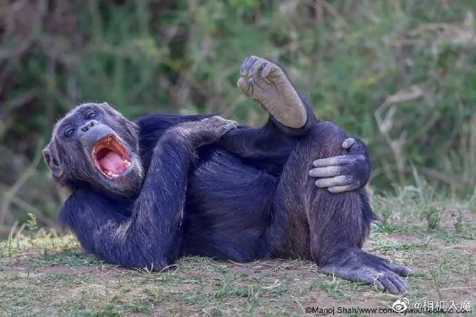 2020年搞笑野生动物摄影奖参赛作品精选