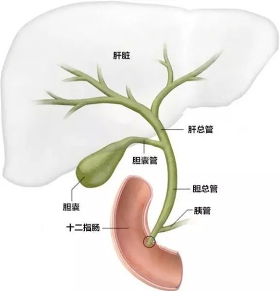 胆管位置图图片